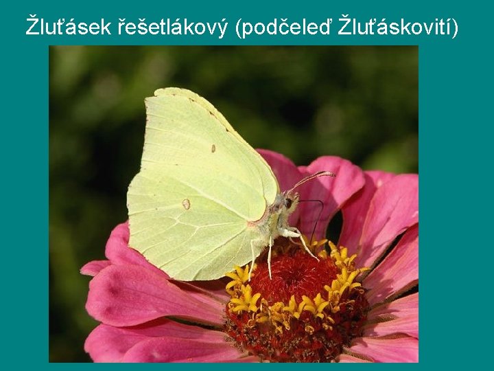 Žluťásek řešetlákový (podčeleď Žluťáskovití) Žluťásek řešetlákový (podčeleď Žluťáskovití)