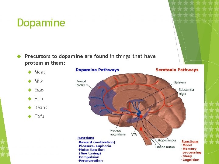 Dopamine Precursors to dopamine are found in things that have protein in them: Meat