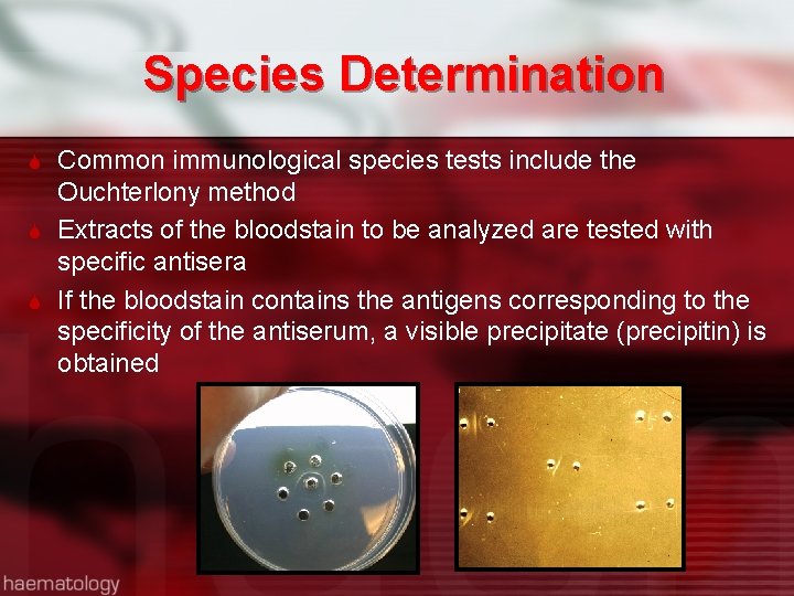 Species Determination Common immunological species tests include the Ouchterlony method Extracts of the bloodstain