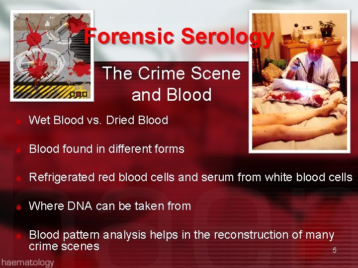 Forensic Serology The Crime Scene and Blood Wet Blood vs. Dried Blood found in