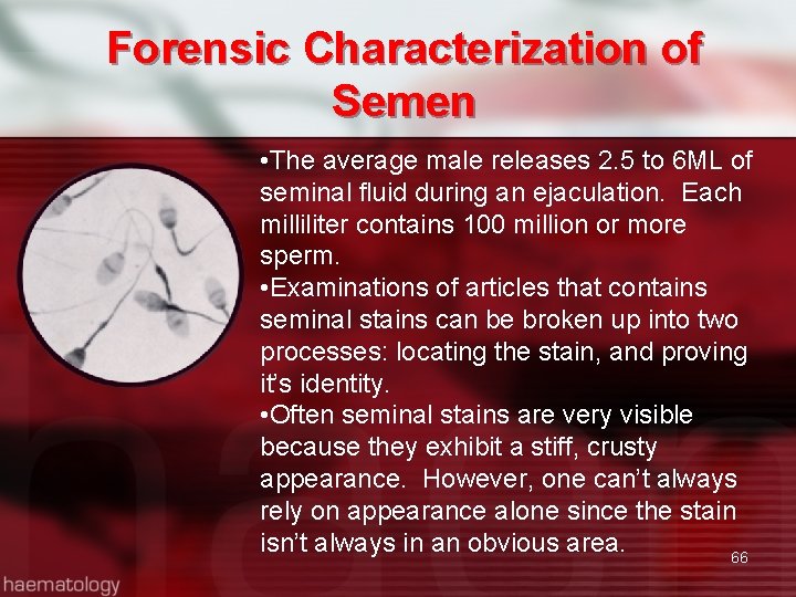 Forensic Characterization of Semen • The average male releases 2. 5 to 6 ML