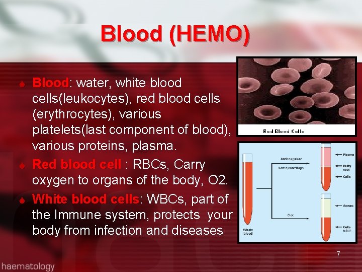 Blood (HEMO) Blood: water, white blood Blood cells(leukocytes), red blood cells (erythrocytes), various platelets(last