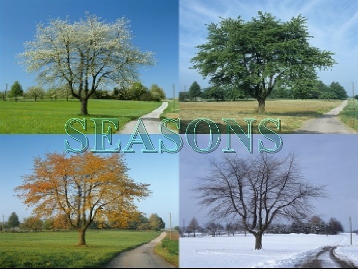 SEASONS 