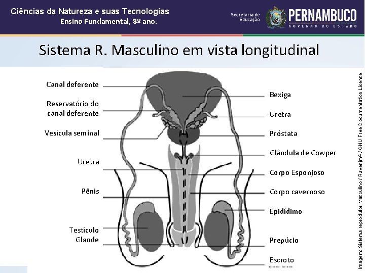 Ciências da Natureza e suas Tecnologias Ensino Fundamental, 8º ano. Canal deferente Reservatório do