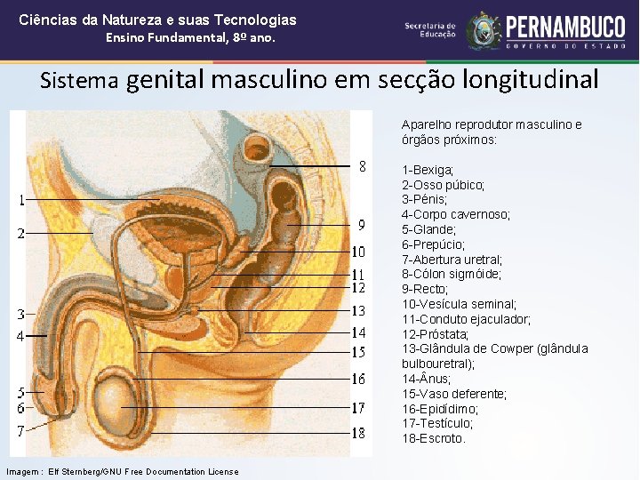 Ciências da Natureza e suas Tecnologias Ensino Fundamental, 8º ano. Sistema genital masculino em