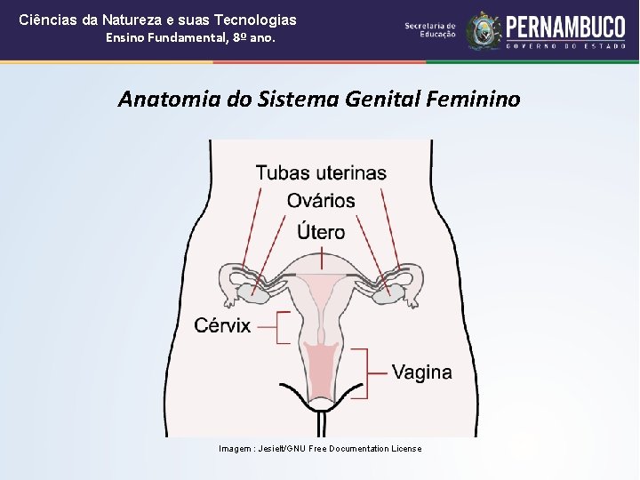 Ciências da Natureza e suas Tecnologias Ensino Fundamental, 8º ano. Anatomia do Sistema Genital