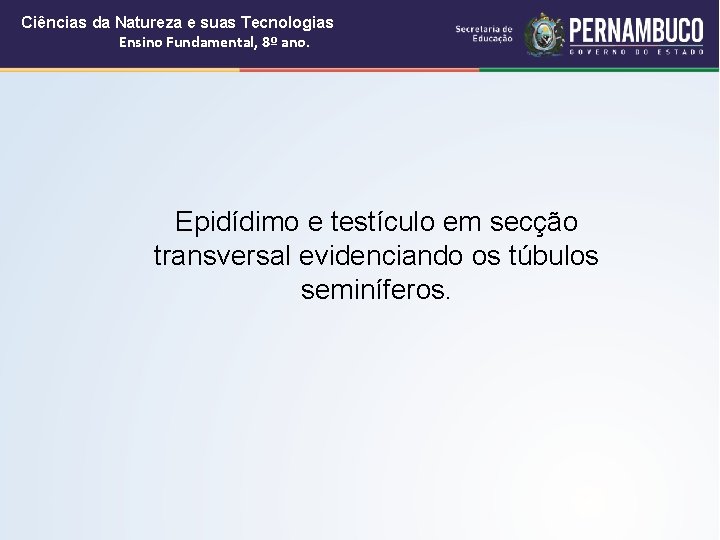 Ciências da Natureza e suas Tecnologias Ensino Fundamental, 8º ano. Epidídimo e testículo em