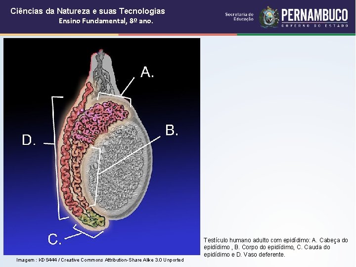 Ciências da Natureza e suas Tecnologias Ensino Fundamental, 8º ano. Imagem : KDS 444