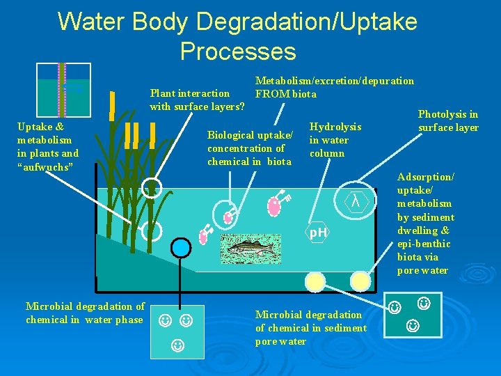 Water Body Degradation/Uptake Processes Plant interaction with surface layers? Uptake & metabolism in plants