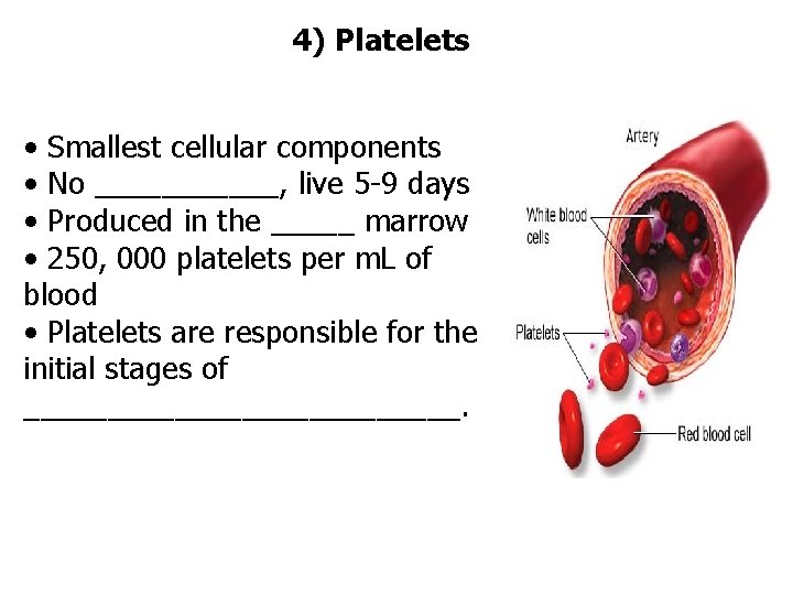 4) Platelets • Smallest cellular components • No ______, live 5 -9 days •