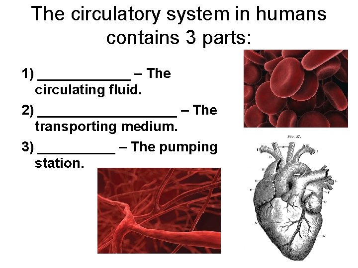 The circulatory system in humans contains 3 parts: 1) ______ – The circulating fluid.