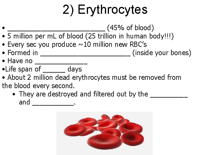 2) Erythrocytes • _____________ (45% of blood) • 5 million per m. L of