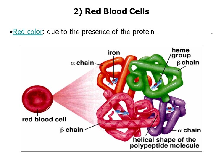 2) Red Blood Cells • Red color: due to the presence of the protein