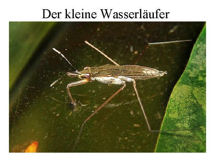 Der kleine Wasserläufer • Art: Kleiner Wasserläufer (Unterart der Wanzen) • Lebensweise: Wasserläufer leben