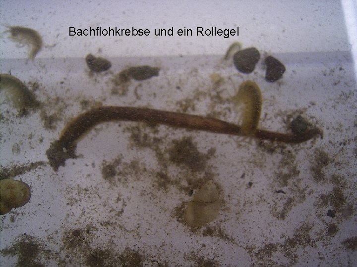 Der Rollegel Bachflohkrebse und ein Rollegel Der Rollegel (lat. Erpodella octoculata ) Der Rollegel