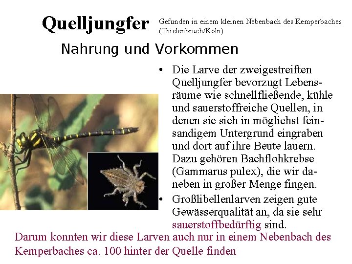 Quelljungfer Gefunden in einem kleinen Nebenbach des Kemperbaches (Thielenbruch/Köln) Nahrung und Vorkommen • Die