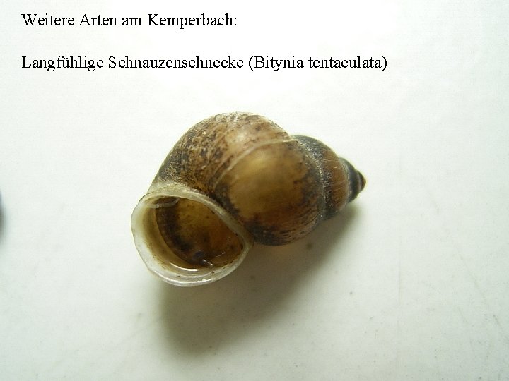 Weitere Arten am Kemperbach: Langfühlige (Bitynia tentaculata) Die Spiralige. Schnauzenschnecke Tellerschnecke (Anisus vortex) 