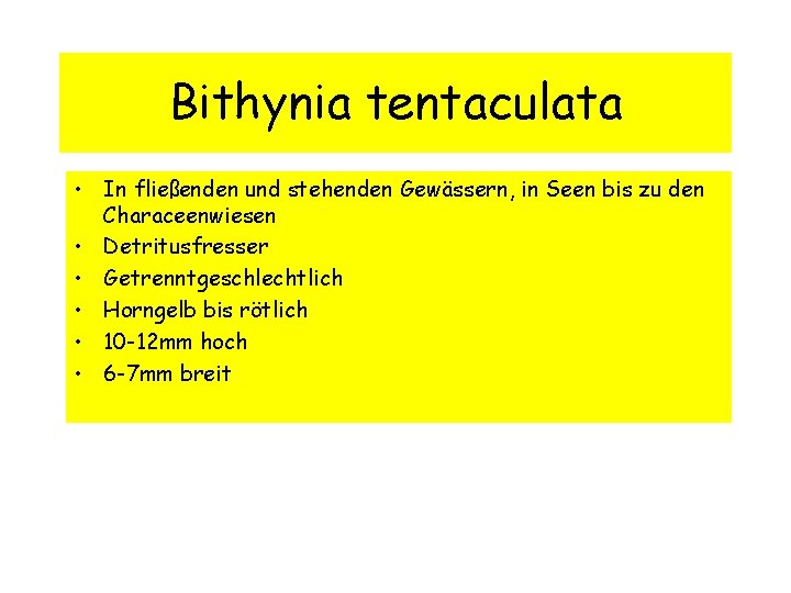 Bithynia tentaculata • In fließenden und stehenden Gewässern, in Seen bis zu den Characeenwiesen