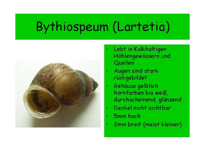 Bythiospeum (Lartetia) • Lebt in Kalkhaltigen Höhlengewässern und Quellen • Augen sind stark rückgebildet