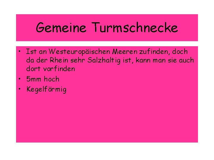 Gemeine Turmschnecke • Ist an Westeuropäischen Meeren zufinden, doch da der Rhein sehr Salzhaltig