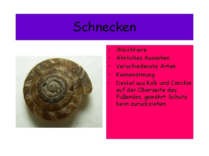 Schnecken • • • Weichtiere Ähnliches Aussehen Verschiedenste Arten Kiemenatmung Deckel aus Kalk und