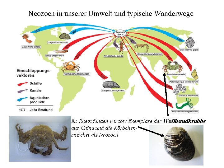 Neozoen in unserer Umwelt und typische Wanderwege Im Rhein fanden wir tote Exemplare der