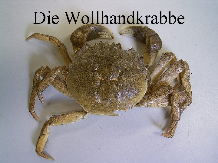 Die Wollhandkrabbe 