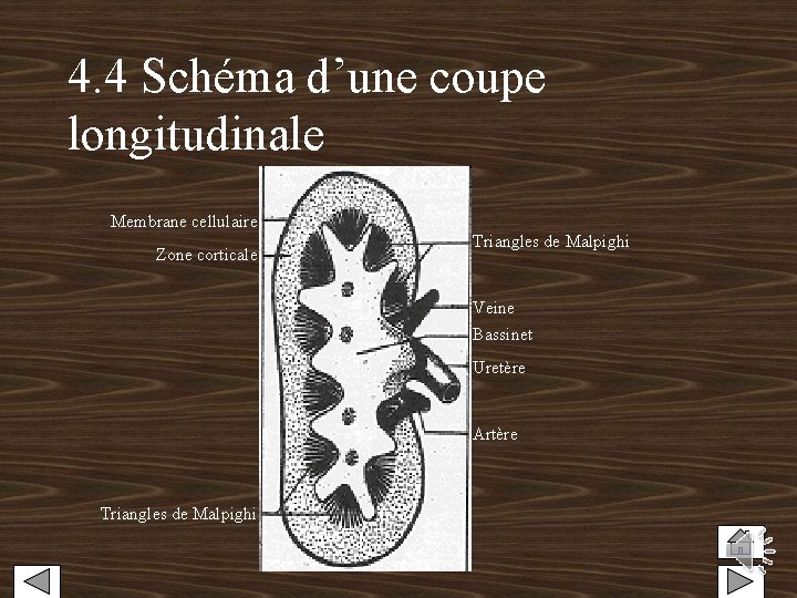 4. 4 Schéma d’une coupe longitudinale Membrane cellulaire Zone corticale Triangles de Malpighi Veine