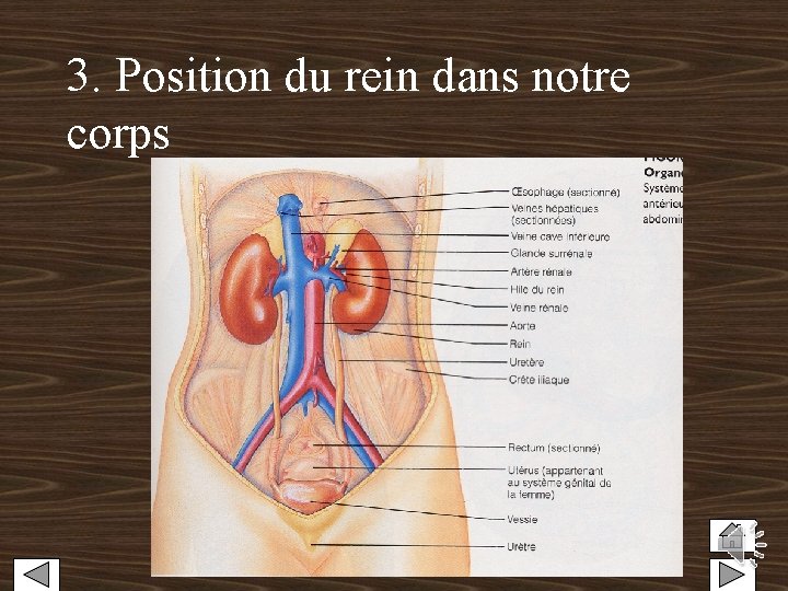 3. Position du rein dans notre corps 