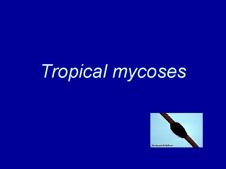 Tropical mycoses 