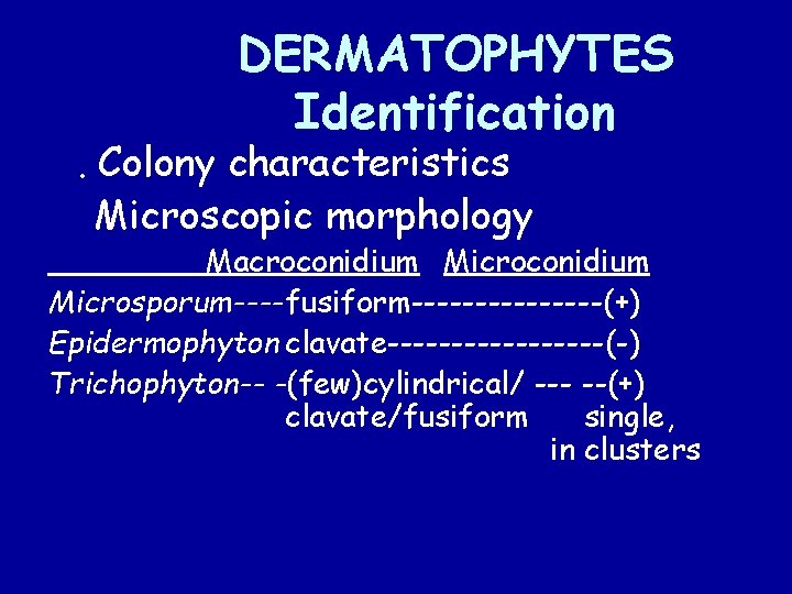 DERMATOPHYTES Identification A. Colony characteristics B. Microscopic morphology Macroconidium Microsporum----fusiform--------(+) Epidermophyton clavate---------(-) Trichophyton-- -(few)cylindrical/