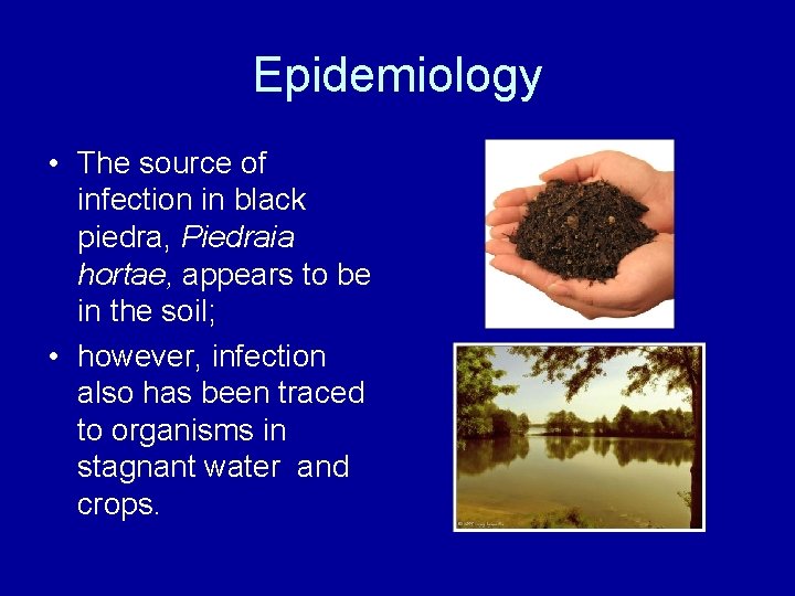 Epidemiology • The source of infection in black piedra, Piedraia hortae, appears to be