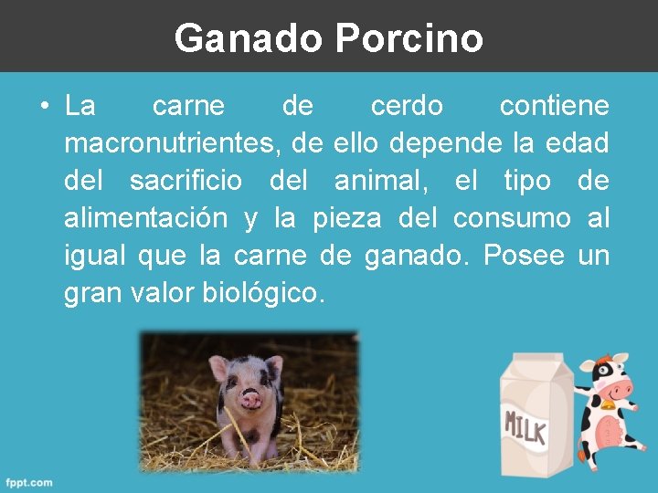 Ganado Porcino • La carne de cerdo contiene macronutrientes, de ello depende la edad