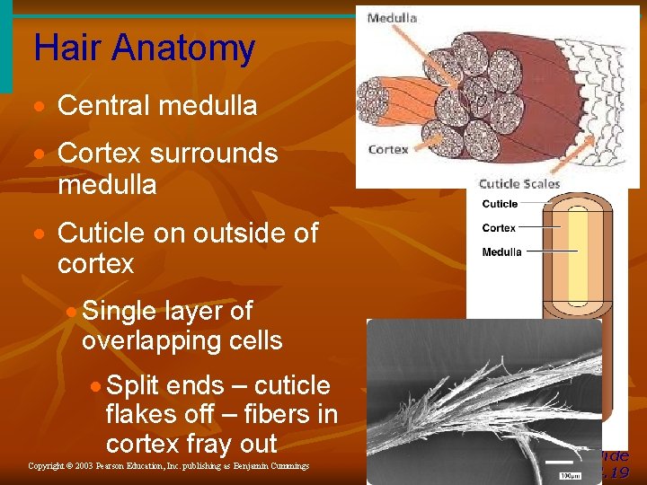 Hair Anatomy · Central medulla · Cortex surrounds medulla · Cuticle on outside of