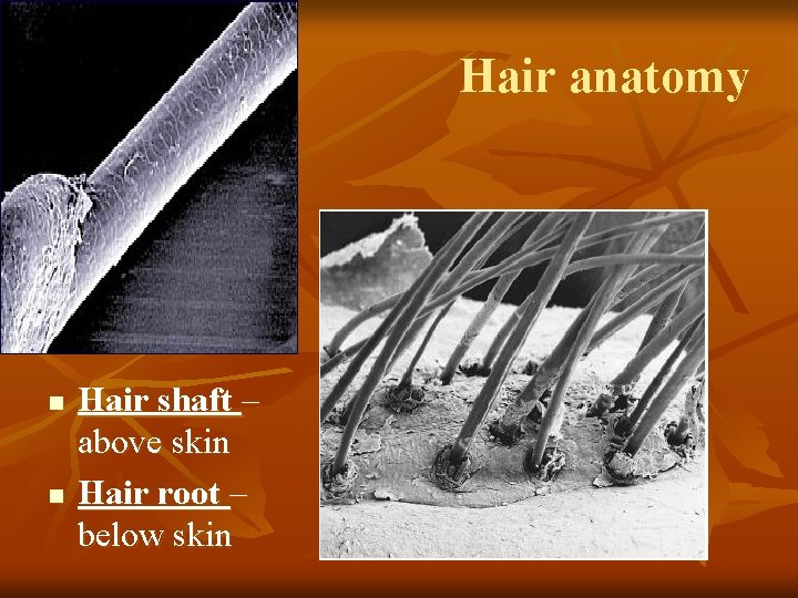 Hair anatomy n n Hair shaft – above skin Hair root – below skin