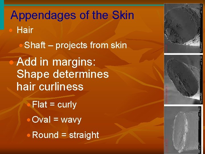 Appendages of the Skin · Hair · Shaft – projects from skin · Add
