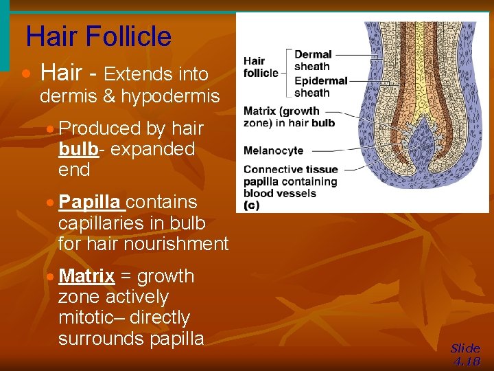 Hair Follicle · Hair - Extends into dermis & hypodermis · Produced by hair
