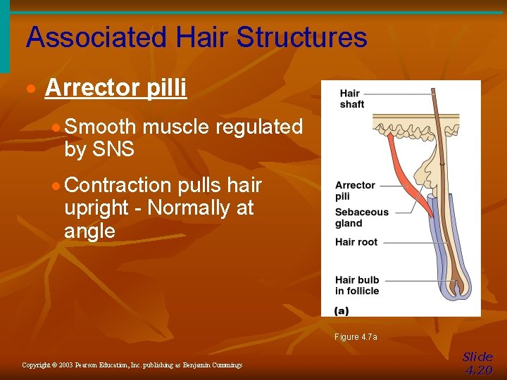 Associated Hair Structures · Arrector pilli · Smooth muscle regulated by SNS · Contraction