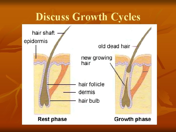 Discuss Growth Cycles 