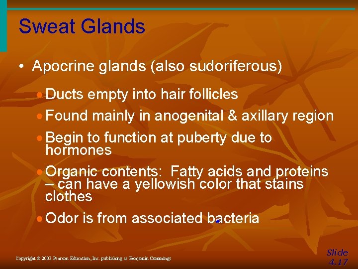 Sweat Glands • Apocrine glands (also sudoriferous) · Ducts empty into hair follicles ·