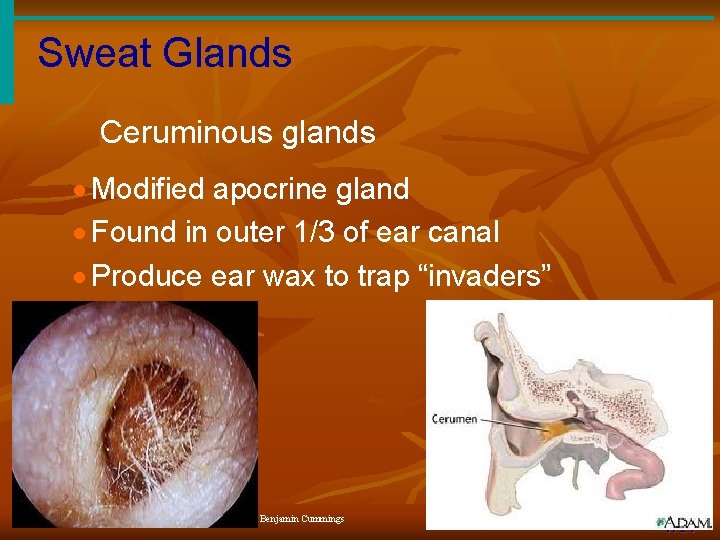 Sweat Glands Ceruminous glands · Modified apocrine gland · Found in outer 1/3 of