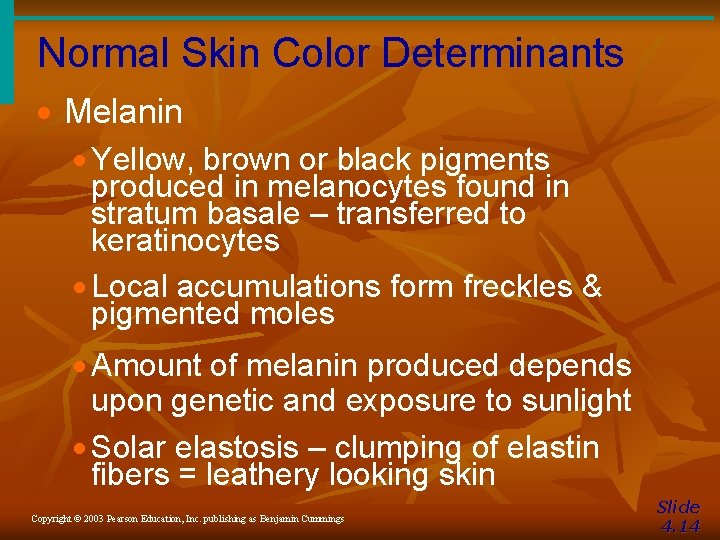 Normal Skin Color Determinants · Melanin · Yellow, brown or black pigments produced in