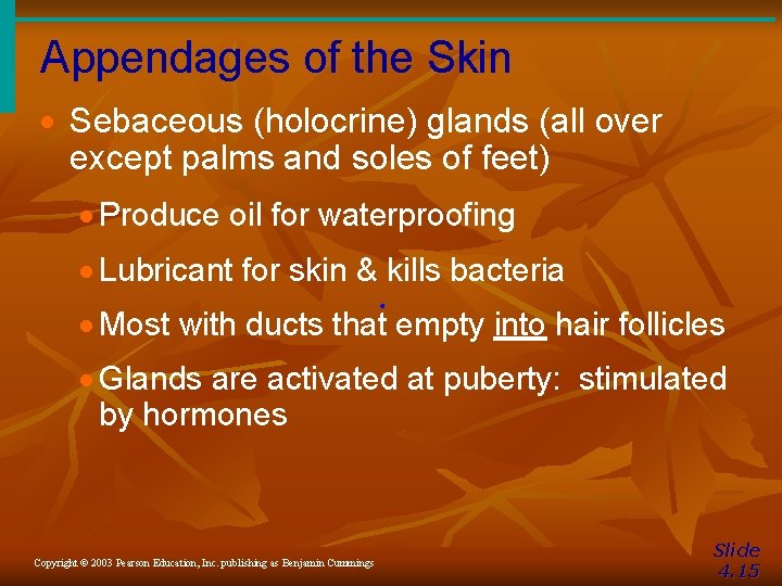 Appendages of the Skin · Sebaceous (holocrine) glands (all over except palms and soles