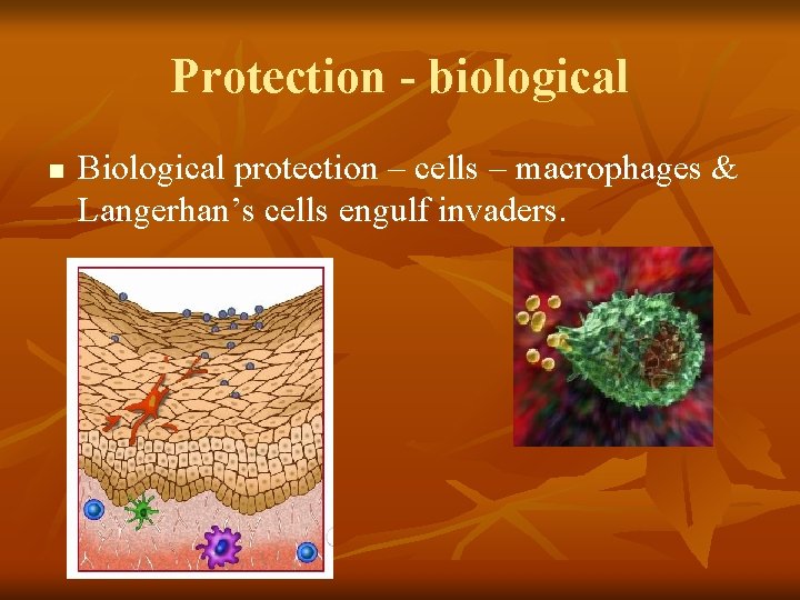 Protection - biological n Biological protection – cells – macrophages & Langerhan’s cells engulf
