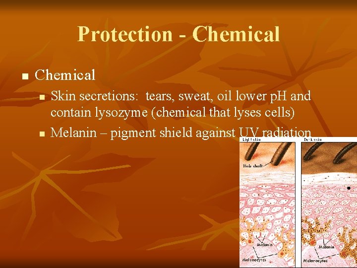 Protection - Chemical n n Skin secretions: tears, sweat, oil lower p. H and