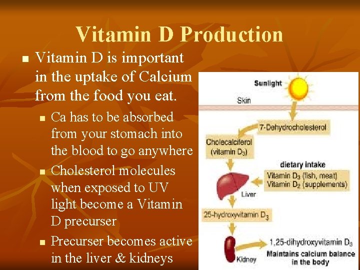 Vitamin D Production n Vitamin D is important in the uptake of Calcium from