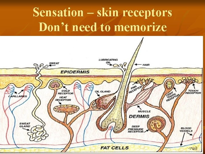 Sensation – skin receptors Don’t need to memorize n 