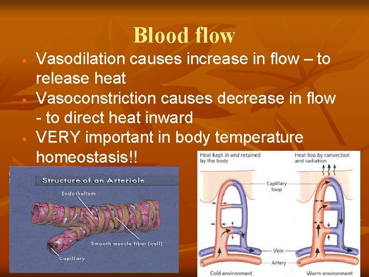 Blood flow · · · Vasodilation causes increase in flow – to release heat