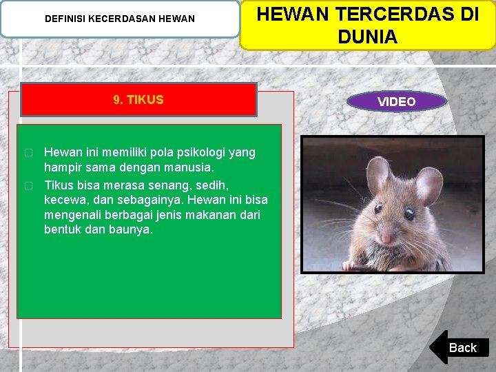 DEFINISI KECERDASAN HEWAN TERCERDAS DI DUNIA 9. TIKUS VIDEO Hewan ini memiliki pola psikologi