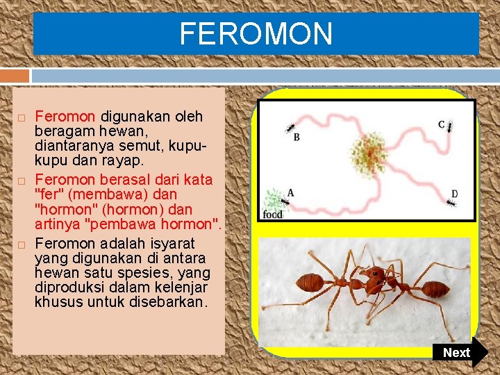 FEROMON Feromon digunakan oleh beragam hewan, diantaranya semut, kupu dan rayap. Feromon berasal dari